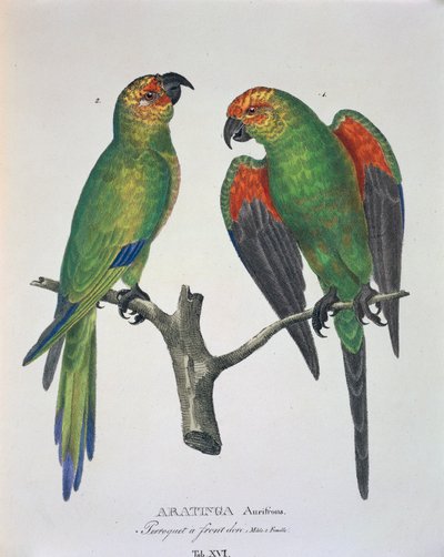 Aratinga Aurifrons（雌雄）、Johann Baptist Von SpixとCarl Friedrich Von Martiusによる「Avium Species Novae Per Brasiliam」の表XVI。 作： German School