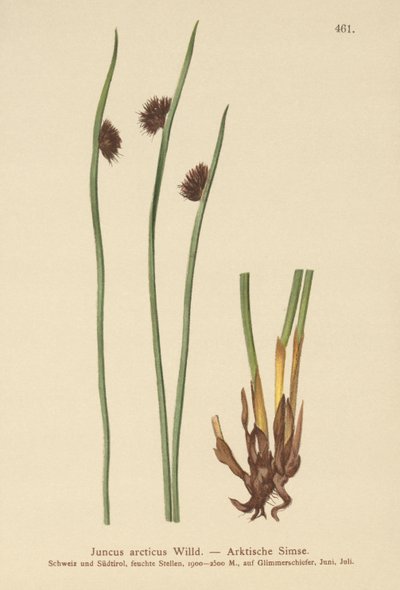 北極ラッシュ（Juncus arcticus） 作： German School