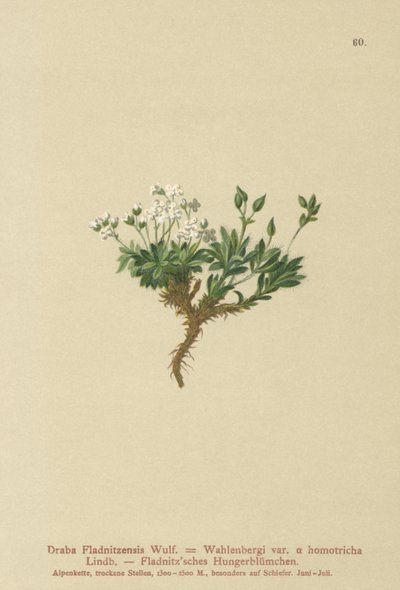 北極ドラバ（Draba Fladnitzensis、Draba altaica、Draba Wahlenbergi） 作： German School