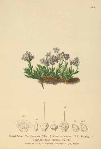 北極のワスレナグサ（Eritrichium nanum、Eritrichium Terglouense） 作： German School