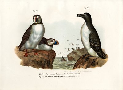 Artic Puffin、1864 作： German School