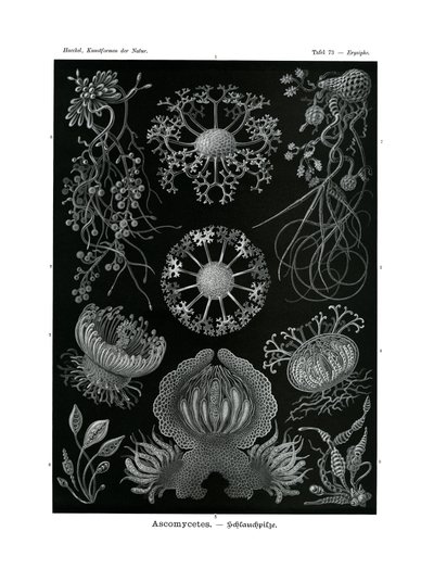 子嚢菌、1899-1904 作： German School