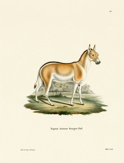 アジアの野驢馬（彩色彫刻 作： German School