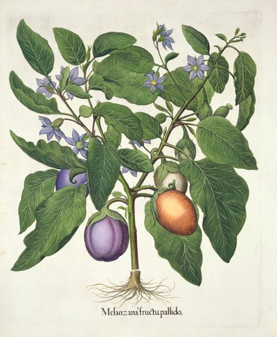 茄子：Melanzana fructu pallido、Hortus Eystettensis、Basil Besler（1561-1629）、パブ。 1613（手描きの彫刻） 作： German School