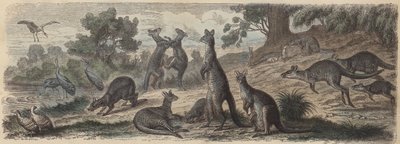 オーストラリアの野生動物（彩色済み彫刻 作： German School