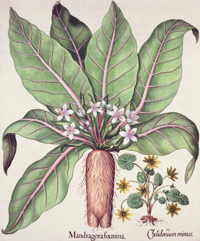 秋のマンドラケ、バジルベスラー（1561-1629）のパブによるHortus Eystettensisから。 1613（手描きの彫刻） 作： German School