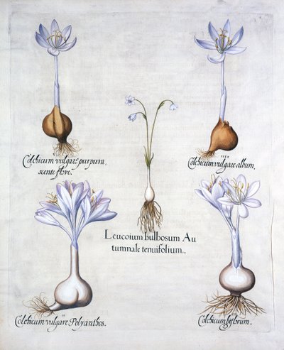 秋のスノーフレークと草原のサフラン、Hortus Eystettensis出身、バジルベスラー（1561-1629）、パブ。 1613（手塗りの彫刻） 作： German School