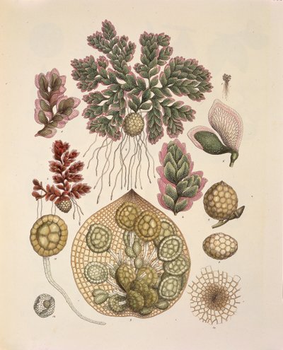 アゾラ（水生シダ）、Johann Baptist Von SpixとCarl Friedrich Von Martiusの「Plantarum Cryptogamicarum Brasiliensium」の表LXXIV。 作： German School