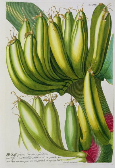 植物学の本、パブからヨハンヤコブハイド（1704-67）プレート19が刻まれたバナナ。オーガスタス・ヴィンド 作： German School