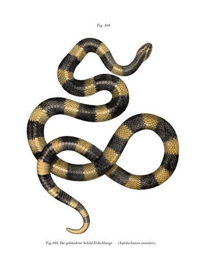 Banded Krait（カラーリトグラフ 作： German School