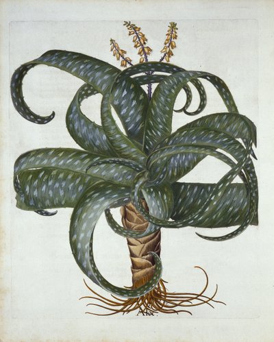 バルタドスアロエ、Hortus Eystettensis出身、Basil Besler（1561-1629）pub。 1613 作： German School
