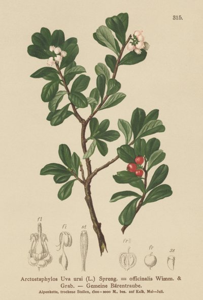 クマコケモモ（Arctostaphylos Uva ursi、Arctostaphylos officinalis） 作： German School