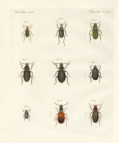 美しいドイツのカブトムシ（彩色済み彫刻 作： German School