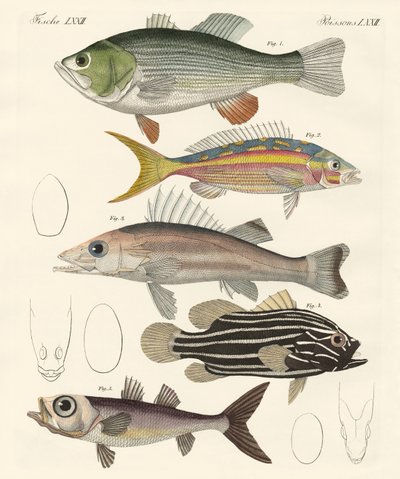 美しい魚（彩色済みの彫刻 作： German School