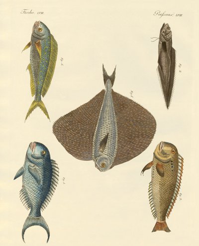 美しい魚 作： German School