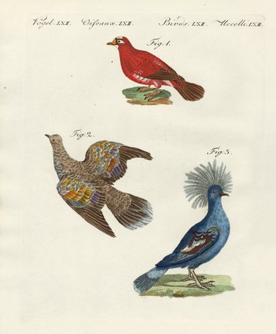 美しい外国の鳩 作： German School