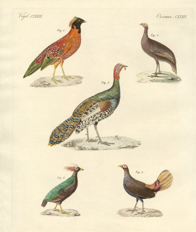 美しいヘンな鳥（彩色済み彫刻 作： German School