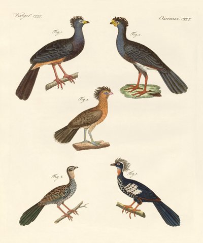 美しい新しい鳥たち（カラーの刻印 作： German School