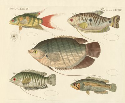 美しい新魚種（彩色彫刻 作： German School