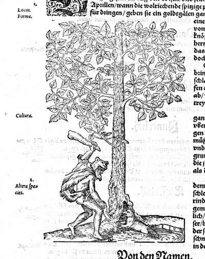 ビーバー狩り - ヒエロニマス・ボックの「De stirpium」にて。1572. 作： German School