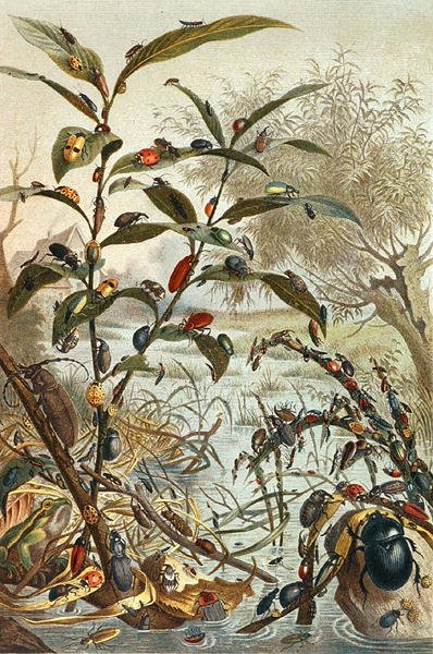 洪水中のカブトムシ、「Brehms Tierleben」のプレート。Allgemeine Kunde des Tierreichs", vol.9, p.33 (Bibliographis Institut発行) 作： German School