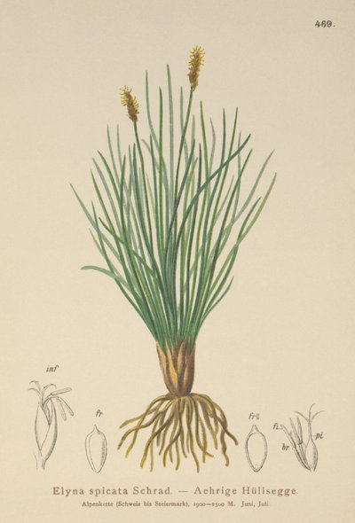Bellardis bog sedge（Kobresia myosuroides、Elyna myosuroides、Kobresia bellardii、Elyna bellardii、Elyna scirpina、Elyna spicata） 作： German School