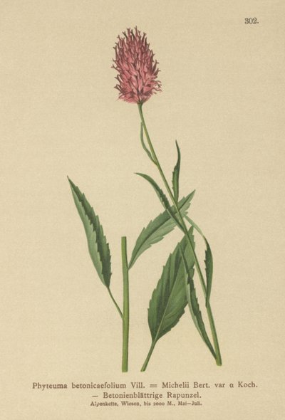 ベトニーの葉のランピオン（Phyteuma betonicaefolium） 作： German School