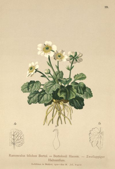 キンポウゲ（Ranunculus bilobus、Ranunculus Bertolonii） 作： German School
