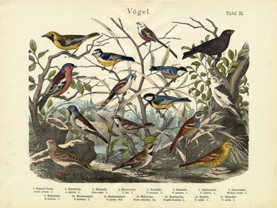 鳥、1860年頃 作： German School