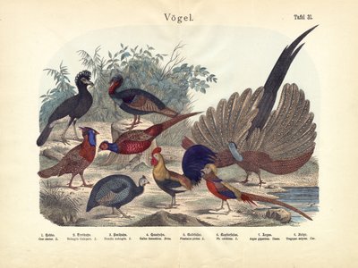 鳥、1860年頃 作： German School