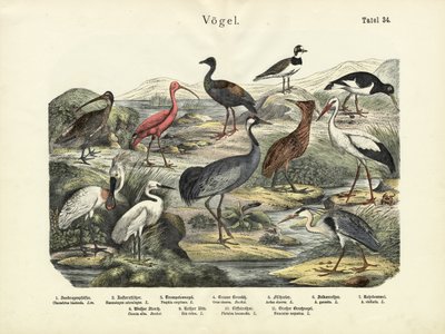 鳥、1860年頃 作： German School