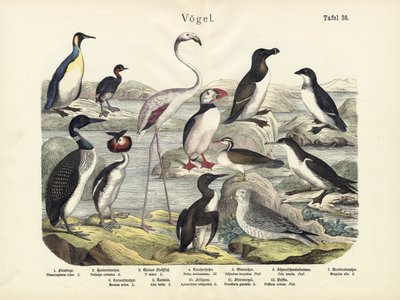鳥、1860年頃 作： German School