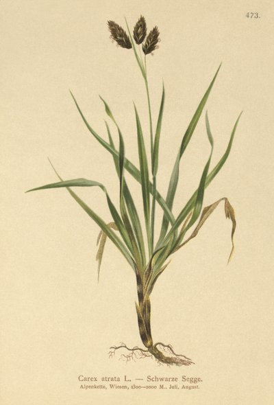 ブラックアルパインセッジ（Carex atrata） 作： German School