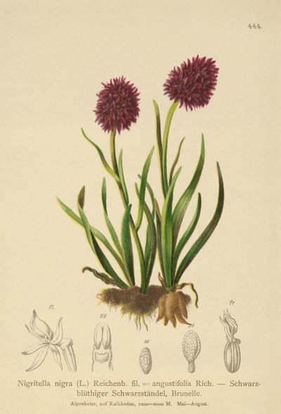 ブラックバニラオーキッド（Nigritella nigra、Nigritella angustifolia） 作： German School