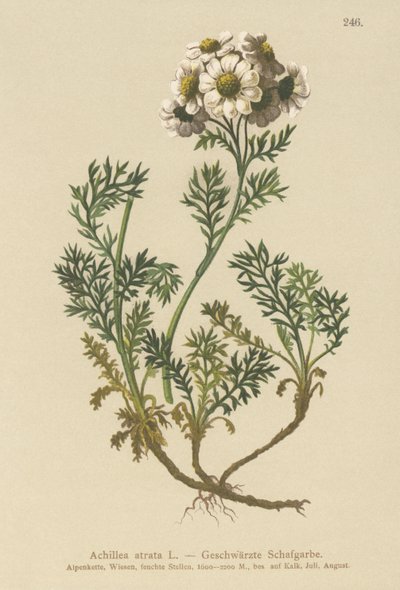 黒ノコギリソウ（Achillea atrata） 作： German School