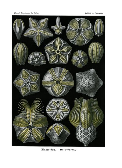 Blastoidea、1899-1904 作： German School
