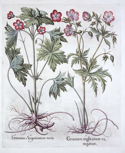 血のクレインズビルとビッグルートクレインズビル、Hortus Eystettensis、バジルベスラー（1561-1629）、パブ。 1613（手塗りの彫刻） 作： German School