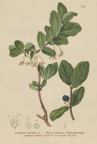 青いスイカズラ（Lonicera caerulea、Lonicera coerulea） 作： German School