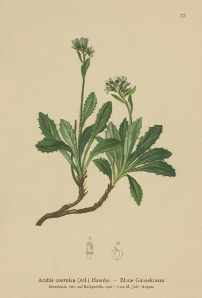 ブルーウォールクレス（Arabis caerulea、Arabis coerulea） 作： German School