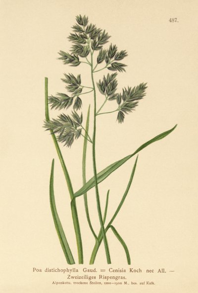 ブルーグラス（Poa distichophylla、Poa Cenisia、Poa contracta、Poa fontqueri、Poa oreophila、Poa psychrophila） 作： German School