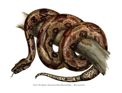 Boa constrictor（カラーリトグラフ 作： German School