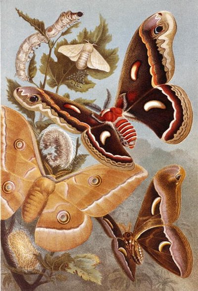 Bombycoid Moths、「Brahms Tierleben」のプレート。Allgemeine Kunde des Tierreichs", vol.9, p.410 (Bibliographis Institut) 作： German School