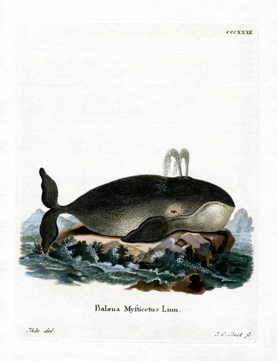 ホッキョククジラ（彩色済み彫刻 作： German School