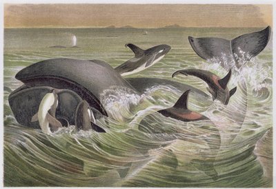 ボウヘッドとキラークジラ、ブレームスティアレーベンのプレート：Allgemeine Kunde des Tierreichs、vol.3、p.600、Bibliographisches Institut、1891年発行 作： German School