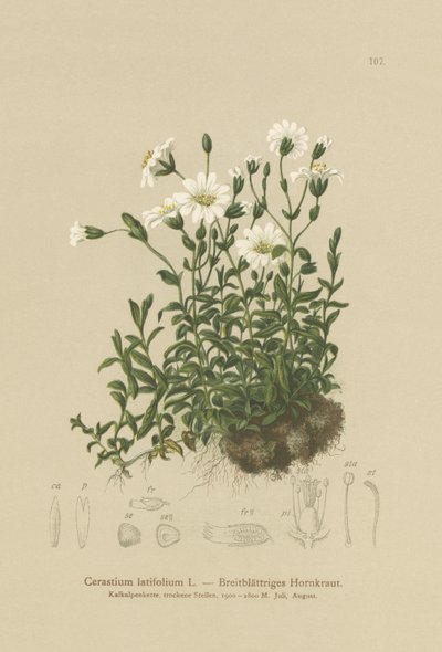 広葉樹のマウスの耳（Cerastium latifolium） 作： German School