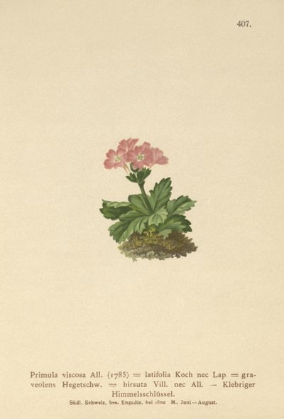 広葉樹サクラソウ（Primula viscosa、Primula latifolia、Primula hirsuta） 作： German School
