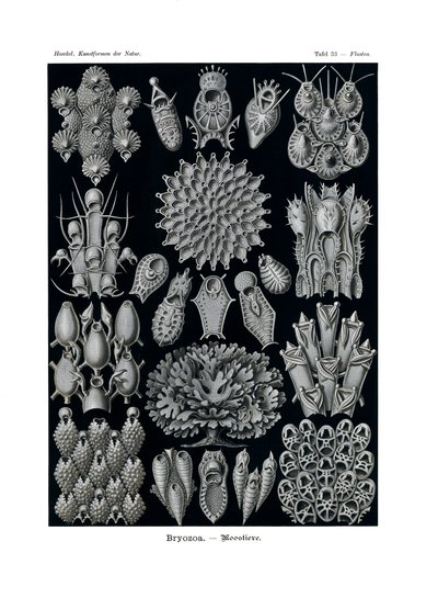 ブリオゾア、1899-1904 作： German School