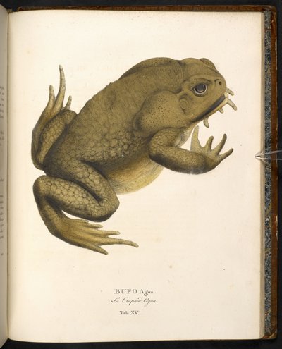 Bufo auga、サトウヒキガエルまたは巨大な海洋ヒキガエル、「Animalia nova...」より Johann Baptist von Spix、ミュンヘン 作： German School