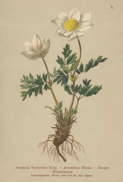 Bursers Anemone（Anemone Burseriana、Anemone grandiflora） 作： German School