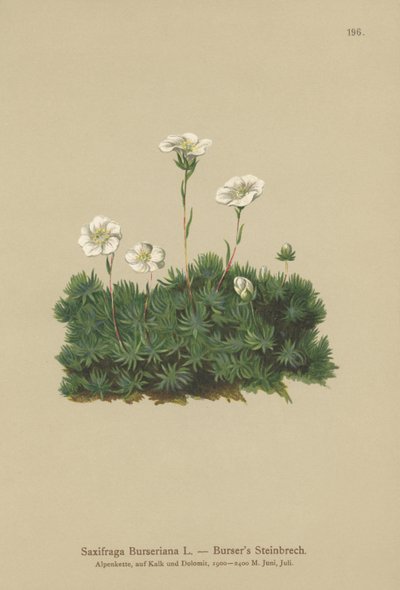 Bursers Saxifrage（Saxifraga Burseriana） 作： German School
